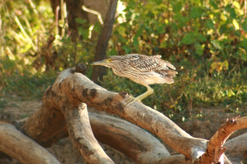 Photos | BIRDS in BACKYARDS